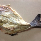 Bacalao