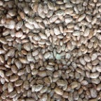Habichuelas Pintas